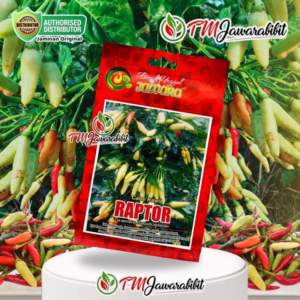 BENIH BIBIT CABE RAWIT PUTIH RAPTOR JAWARA - PRODUK ORIGINAL JAWARA