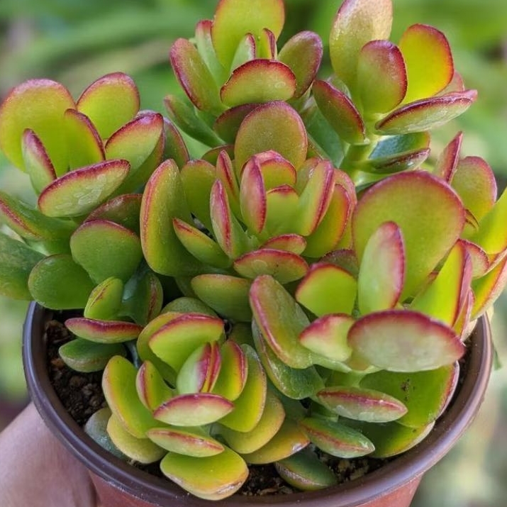 Sukulen Jade Plant 10 Cm