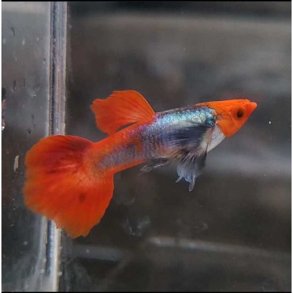 Stiker unik Ikan Guppy Tuxedo Koi sepasang indukan hiasan aquarium