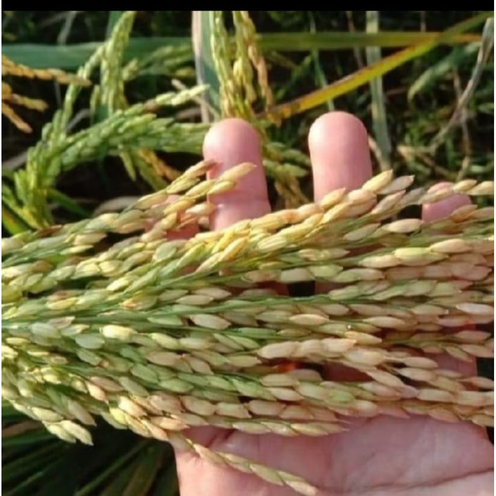 

GALUR NUSANTARA PAKET 1KG