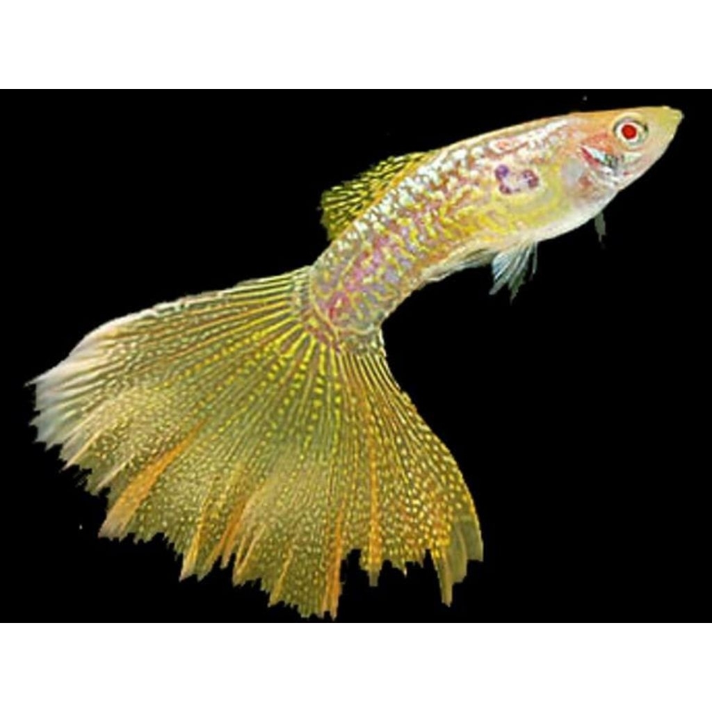 sepasang indukan ikan stiker unik Guppy Albino Yellow Cobra hiasan aquarium