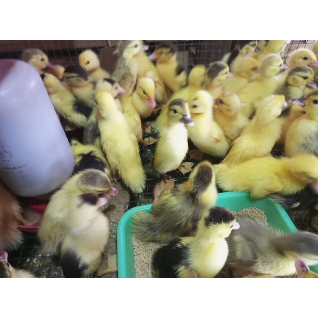 Entok Asli - Bebek Entok - Entog Belang - Entok Putih - Entok Lokal