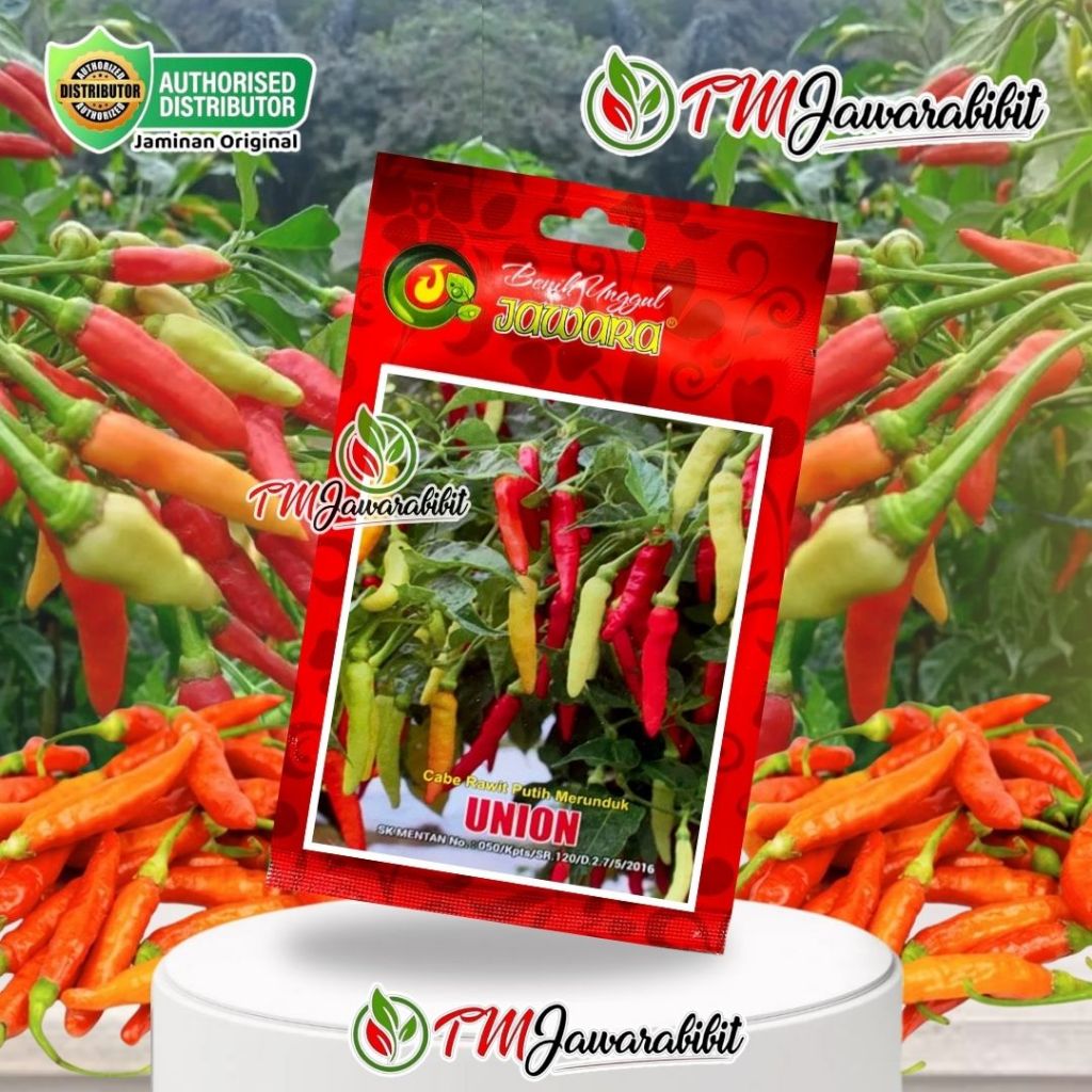 BENIH BIBIT CABE RAWIT PUTIH UNGGUL UNION - PRODUK ORIGINAL ASLI JAWARA