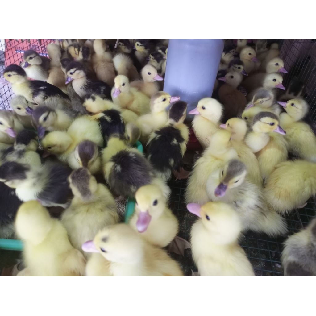

Bebek Entok Putih - Entok Belang - Entog Hitam Putih Lokal - Entok Lokal