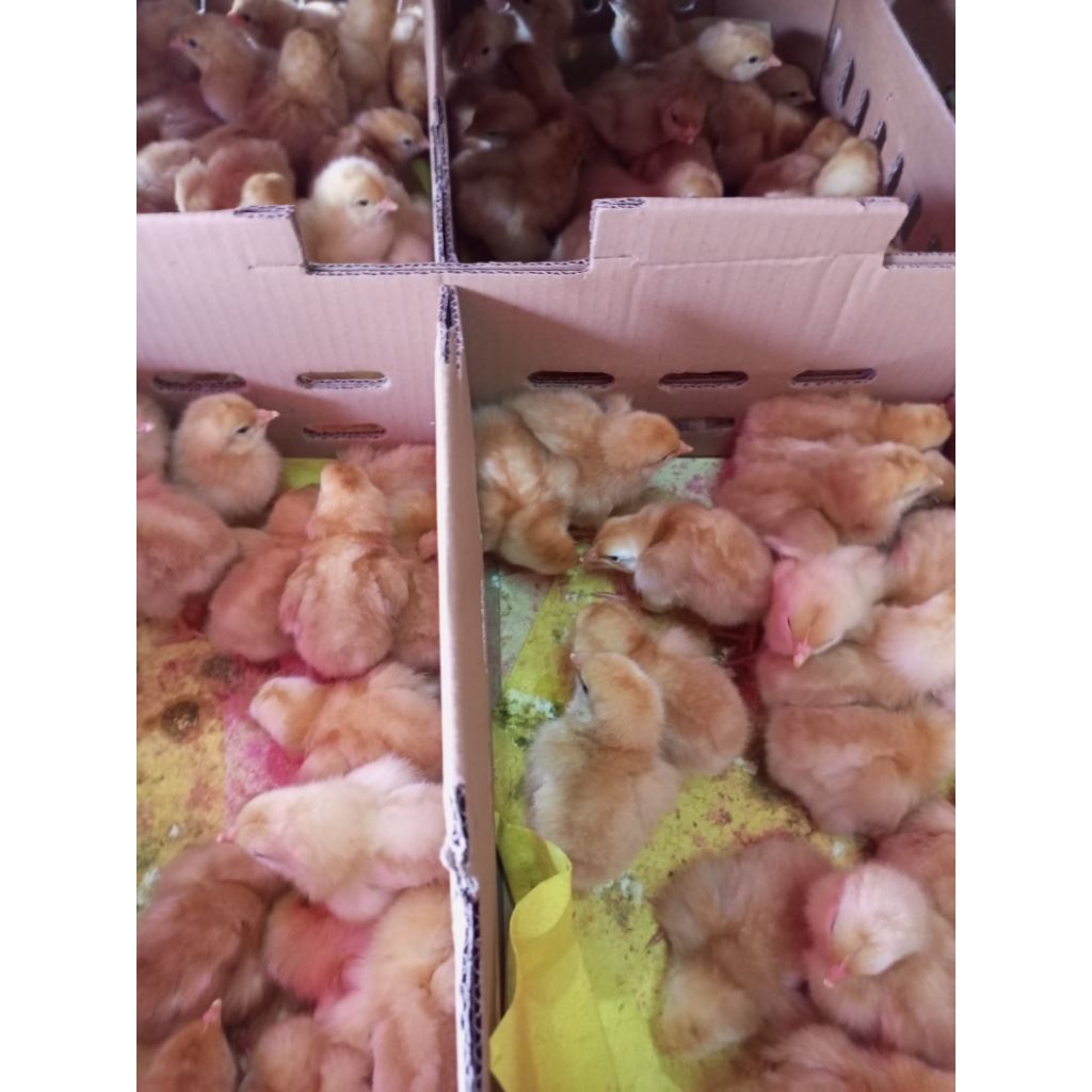 Ayam Merah Betina - Bibit Ayam Telur - Doc Telur - Layer Betina