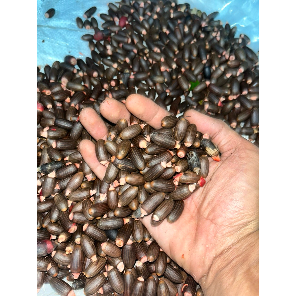 

biji melinjo super 500 gr