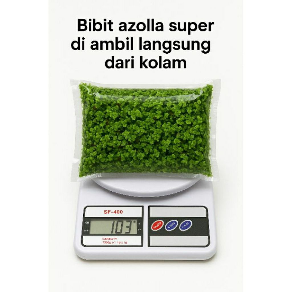 

BIBIT AZOLA BELI 4 PACK GRATIS 1 PACK