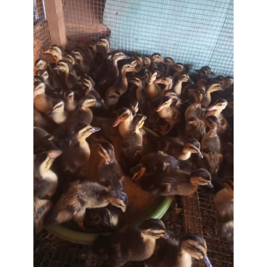 

Bebek Alis - Bebek Raja Alabio - Bebek Pedaging Alabio - Bebek Kalimantan Alabio