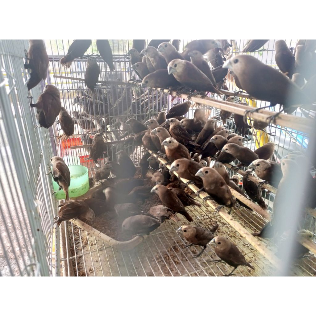 Bondol Kaji - Emprit Kaji - Burung Kepala Putih - Burung Emprit Kaji