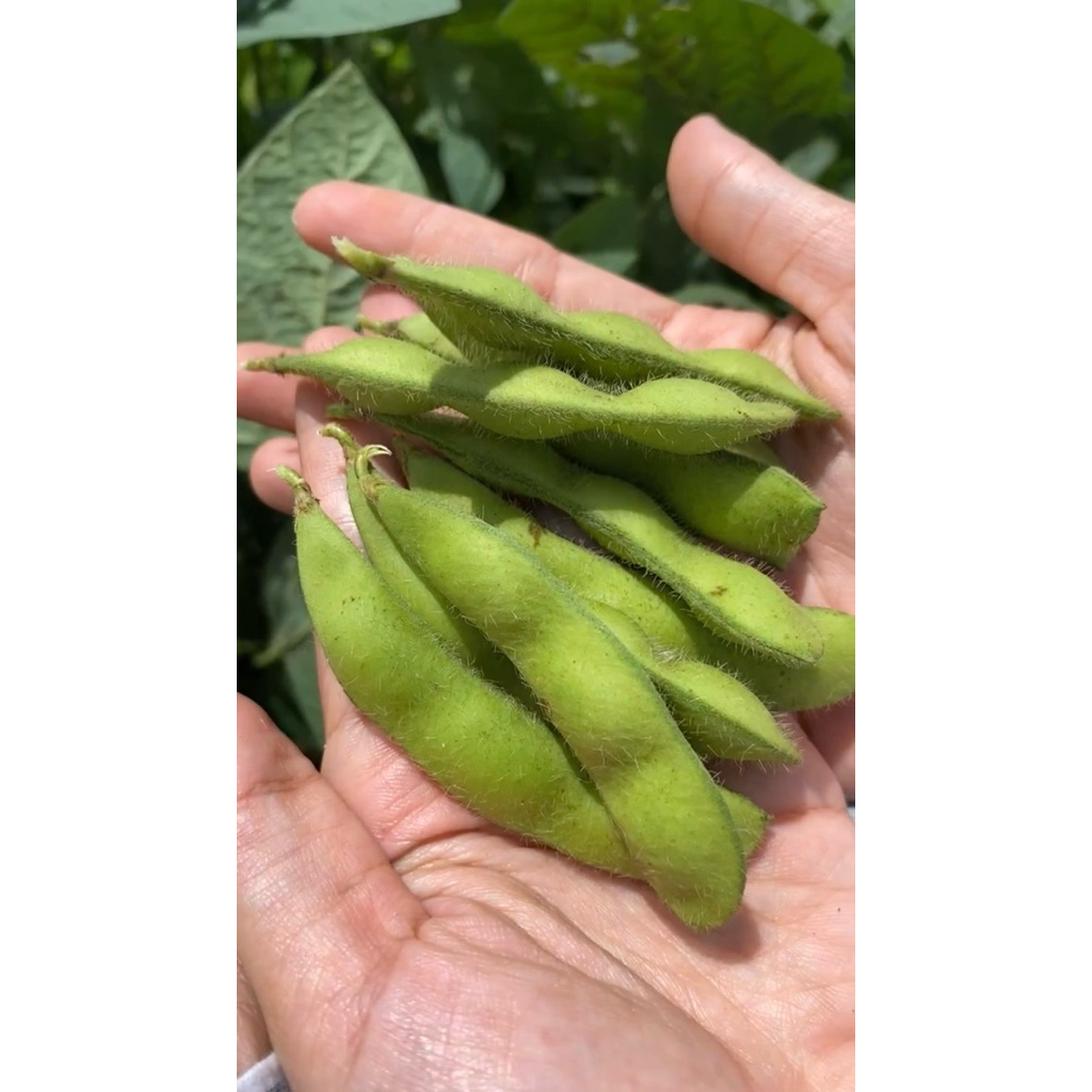 

Kacang Edamame mentah 1kg Fresh dari kebun langsung Kacang jepang