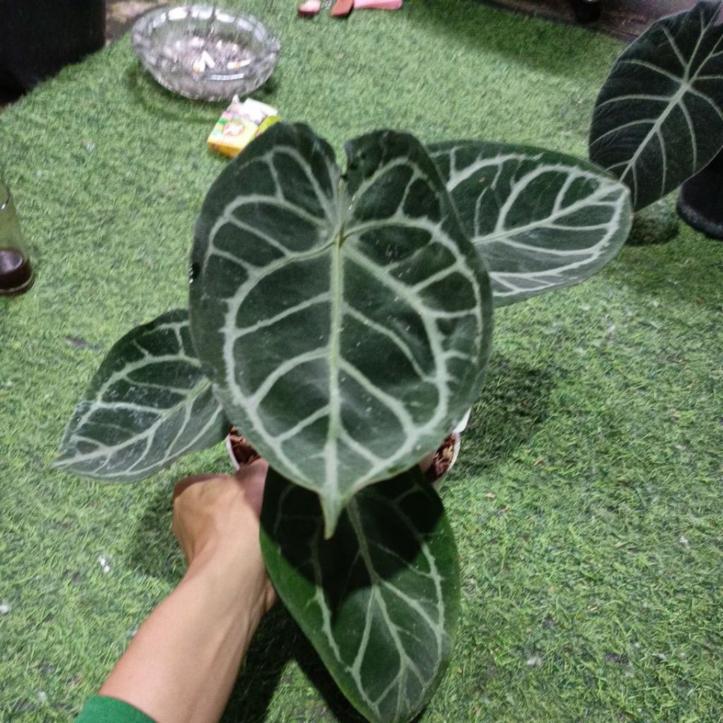 forgetti x red crystal