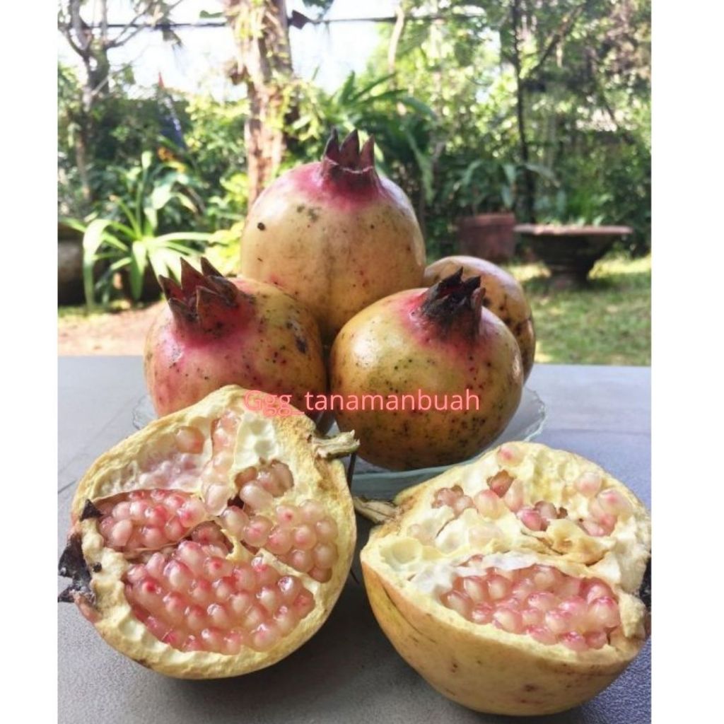 Zico Stored Bibit Delima Putih Jumbo Sudah Berbunga Spesial
