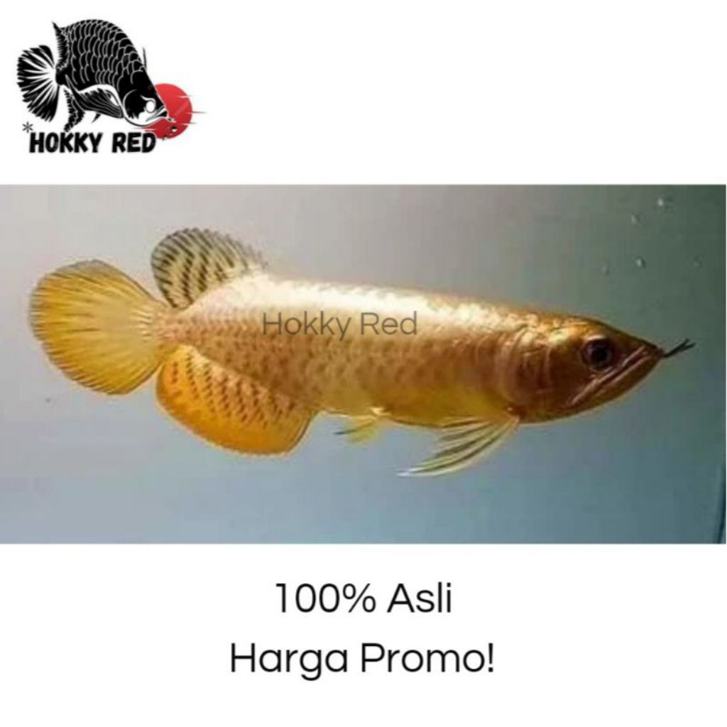 Arwana GH24k Crossback Grade A+ Lengkap