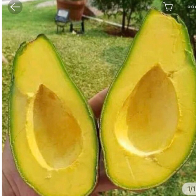 

Doyan Alpukat | Alpukat Mentega Aligator (Jumbo) | Alpukat Creamy