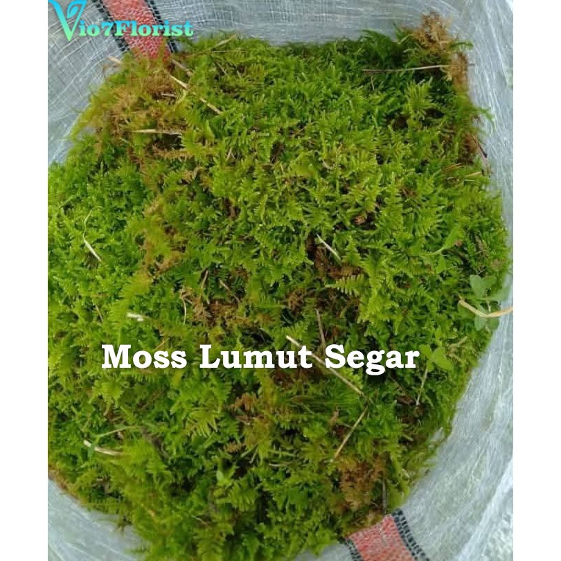 Media Tanam Moss Lumut/ Moss Segar/ Media Cutting Tanaman/Media Turus Tanaman Ekonomis/Media Kadaka/