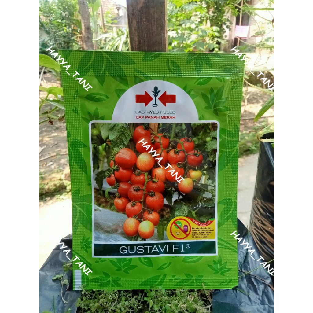 Benih Tomat GUSTAVI F1 cap Panah Merah