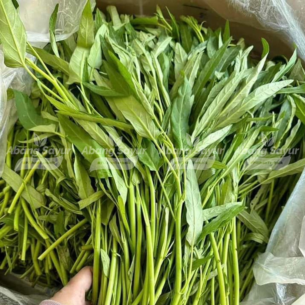 

Kangkung Segar 2 Ikat – Sayur Segar Bandung (Fresh Harian) - Sayur Segar Favorit Keluarga Indonesia