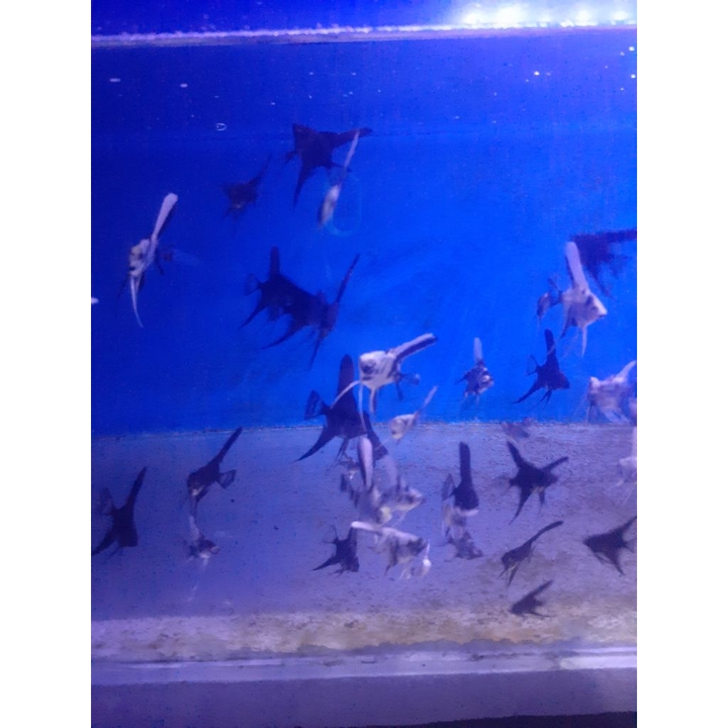 Manfish black avatar isi 5  ekor