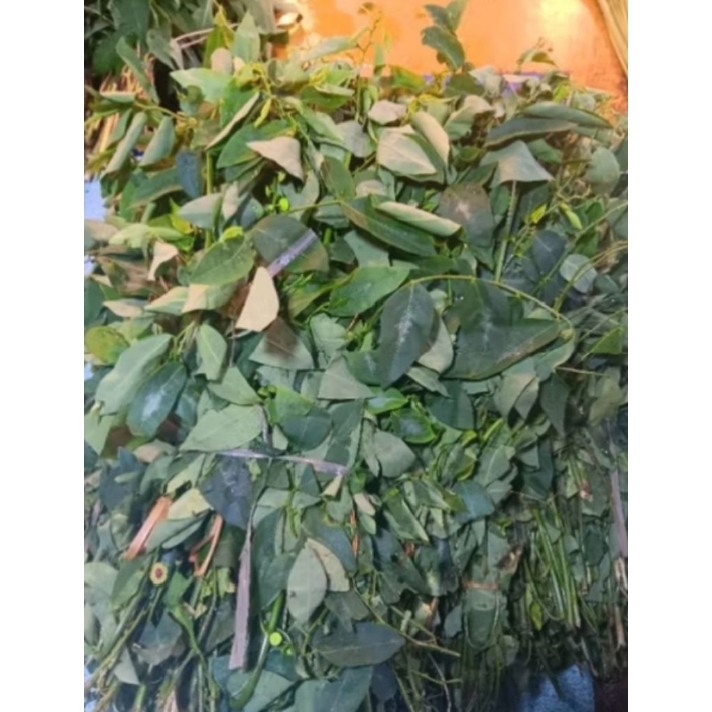 

daun katuk segar 500gr