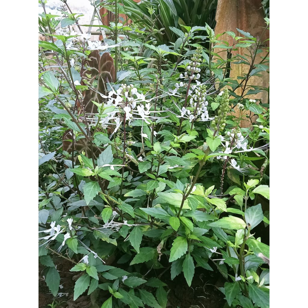 

Daun kumis kucing segar 1kg