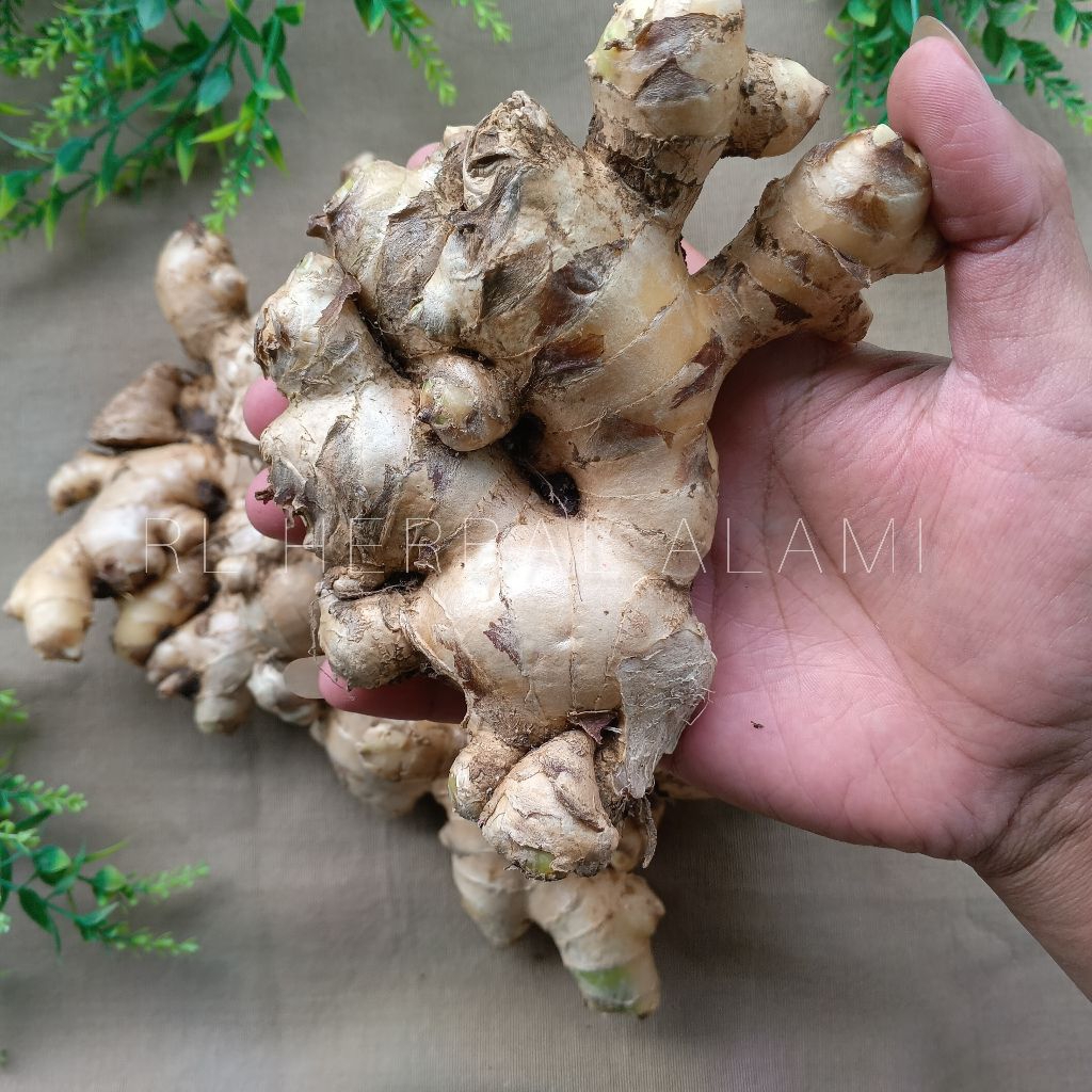 

Jahe gajah kualitas terbaik