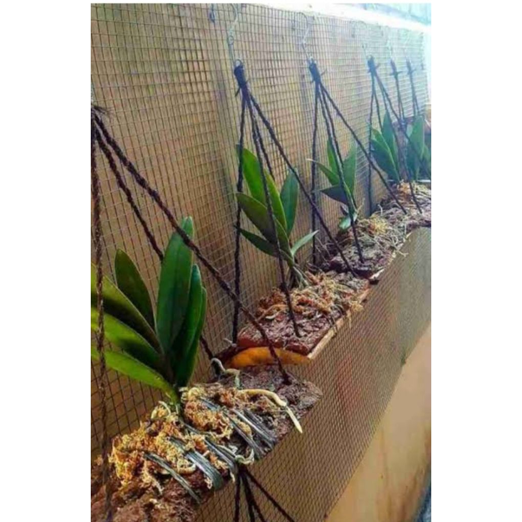 Terbaru papan kayu mahoni gantung untuk media tanam anggrek bonus tali ikat anggrek