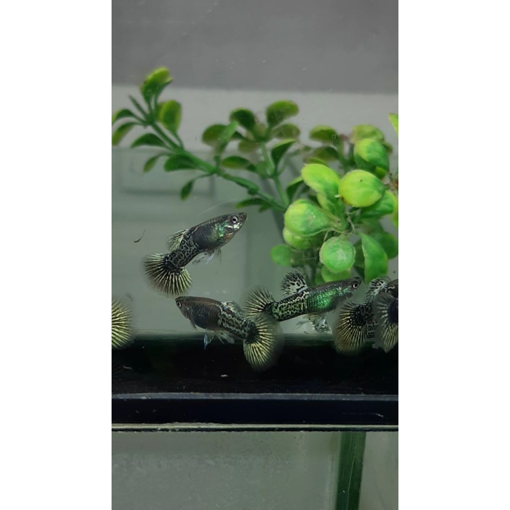 guppy metal yellow dragon