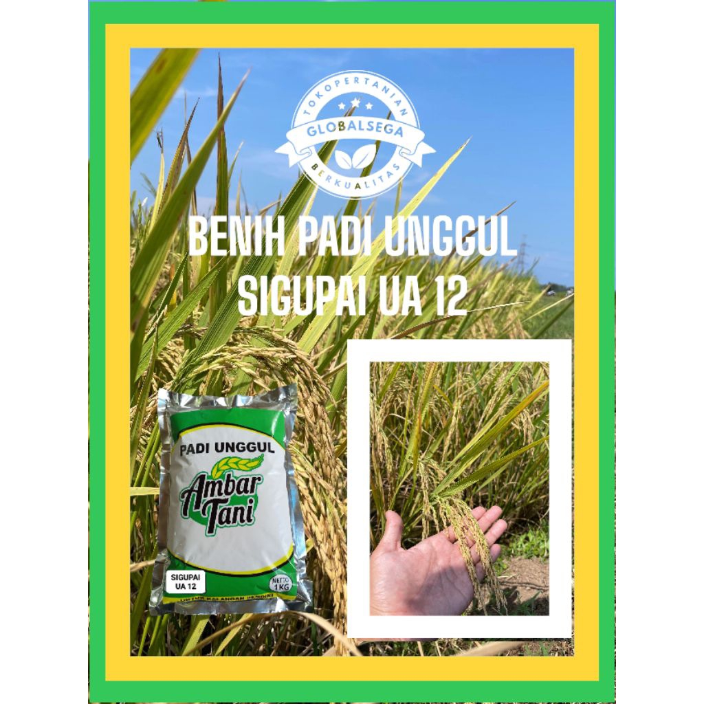 BENIH PADI BIBIT PADI UNGGUL SIGUPAI UA 12 PREMIUM KEMASAN 1KG