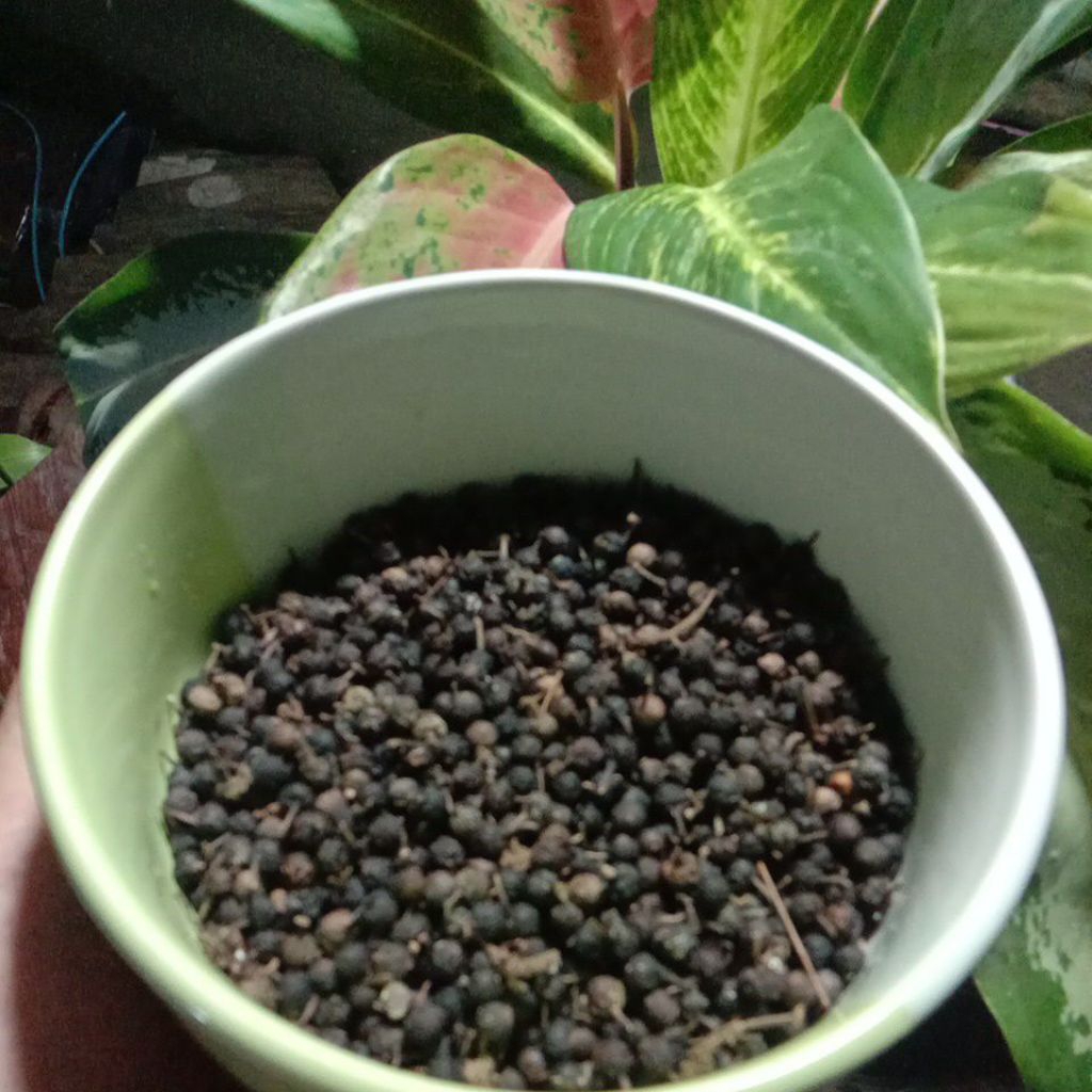 

50g lada hitam bersih dan higienis