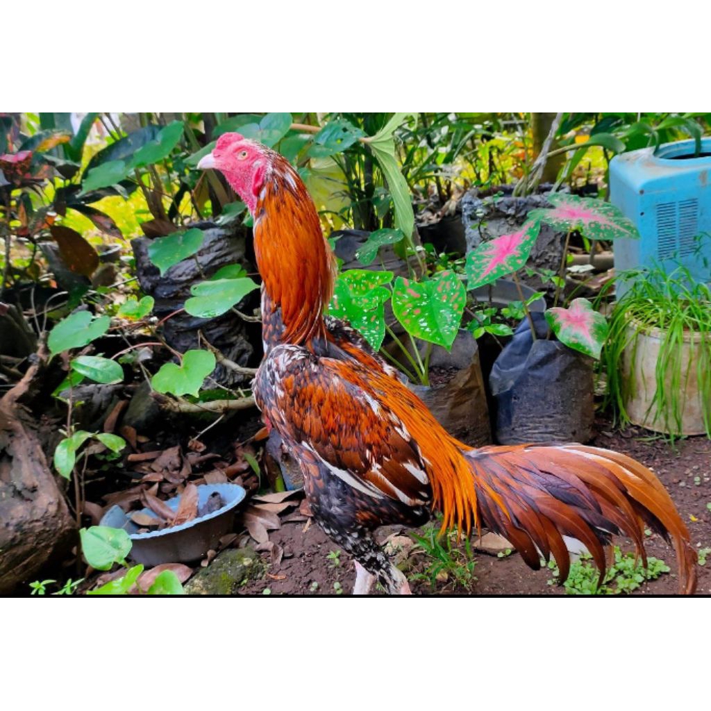 

paket hemat 3 telur ayam Bangkok klasik fertil siap buat ditetaskan