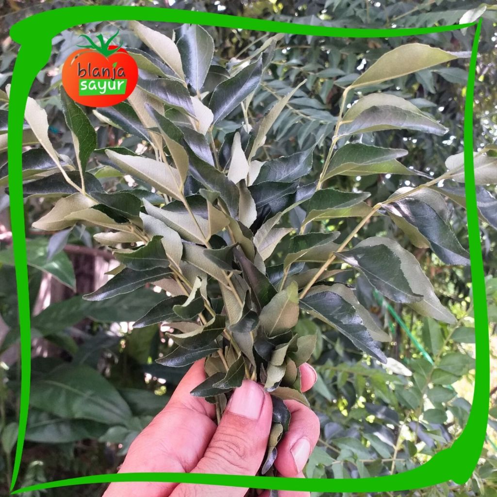 

Daun Kari Segar 10 ikat (10 tangkai/ikat) / kare