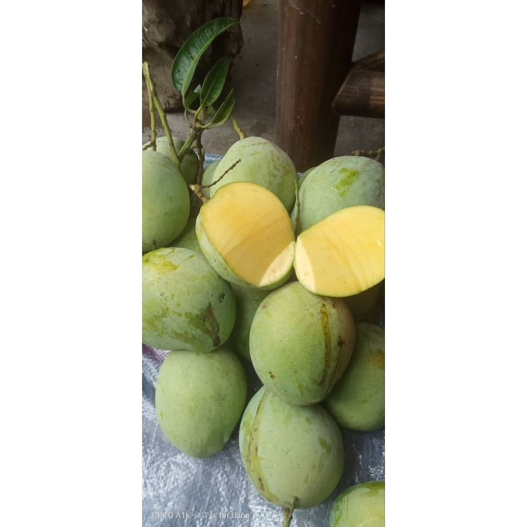 

Buah Cengkir Muda buah cengkir untuk rujak asam manis