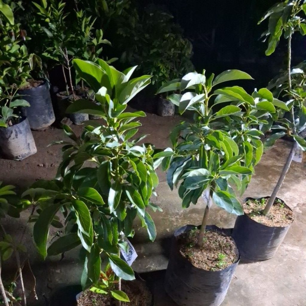 alpukat miki kondisi berbunga