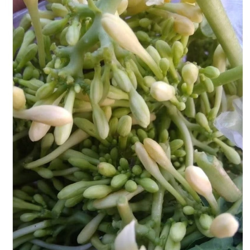 

Bunga pepaya / kembang kates segar 1kg