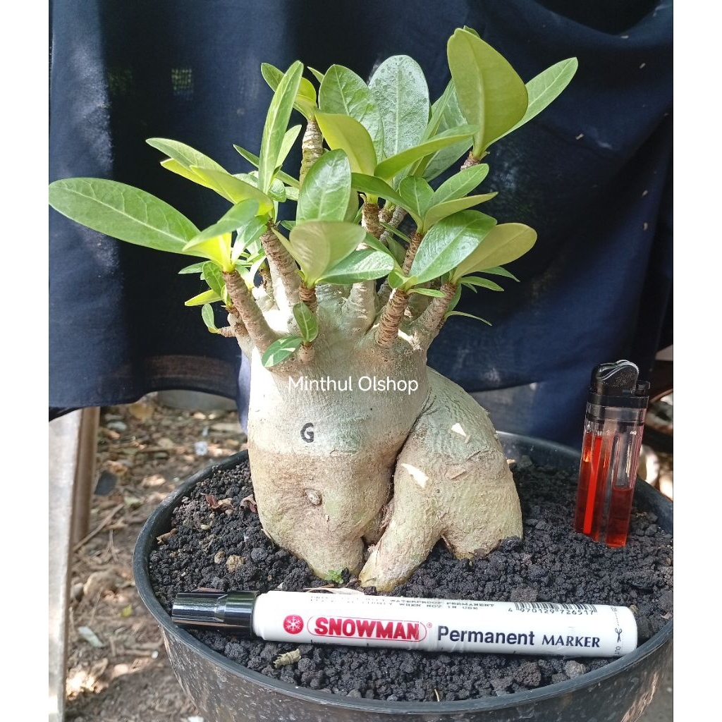 Adenium arabicum karakter godji ori size jumbo pot 25 real pict