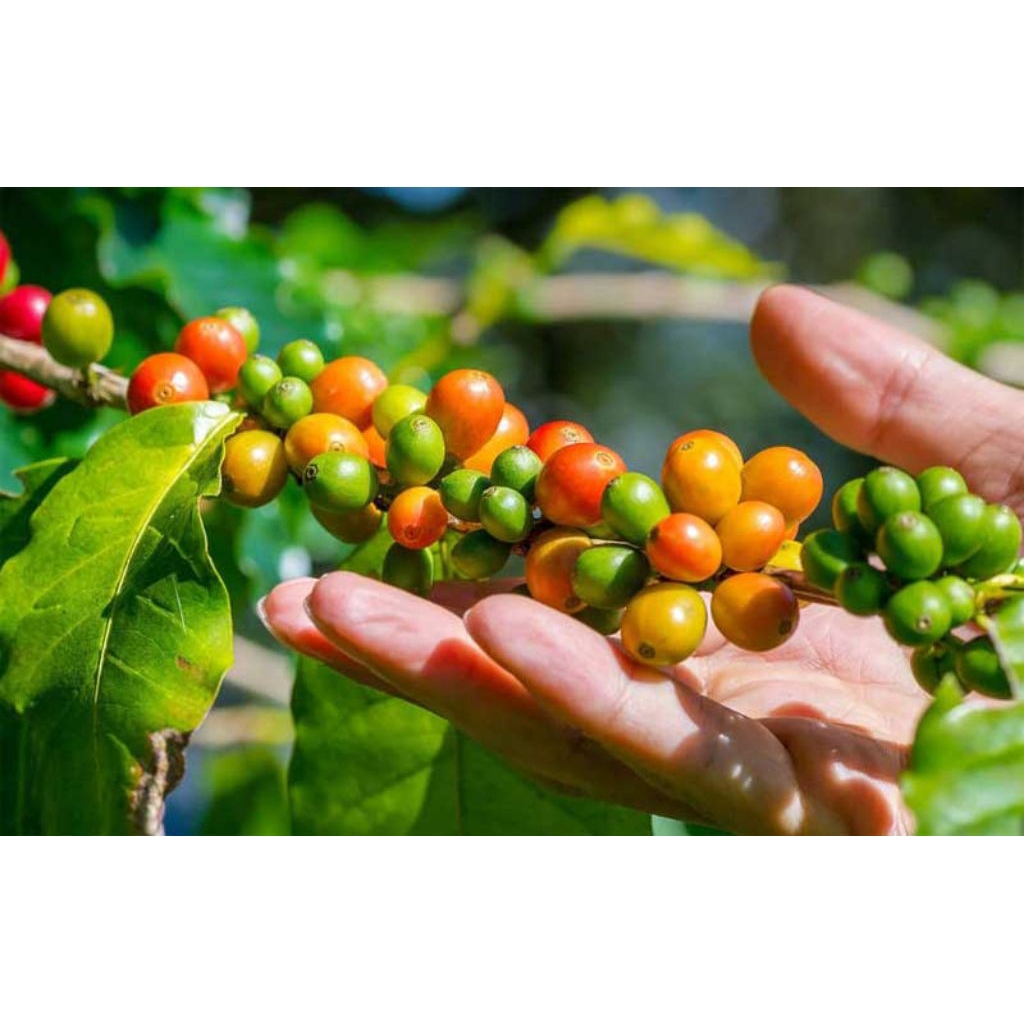 

biji kopi alami jnt ori