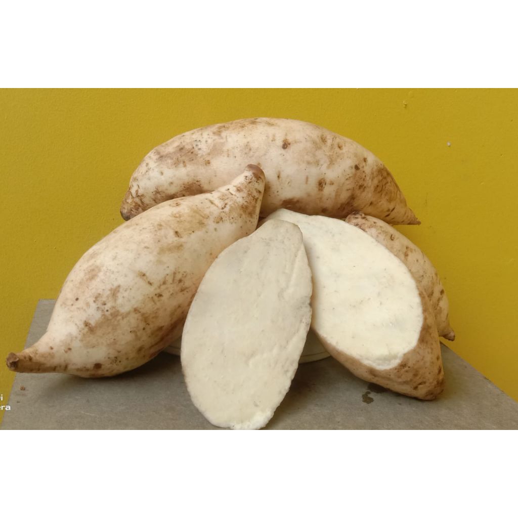 

ubi jalar putih per 1 kg