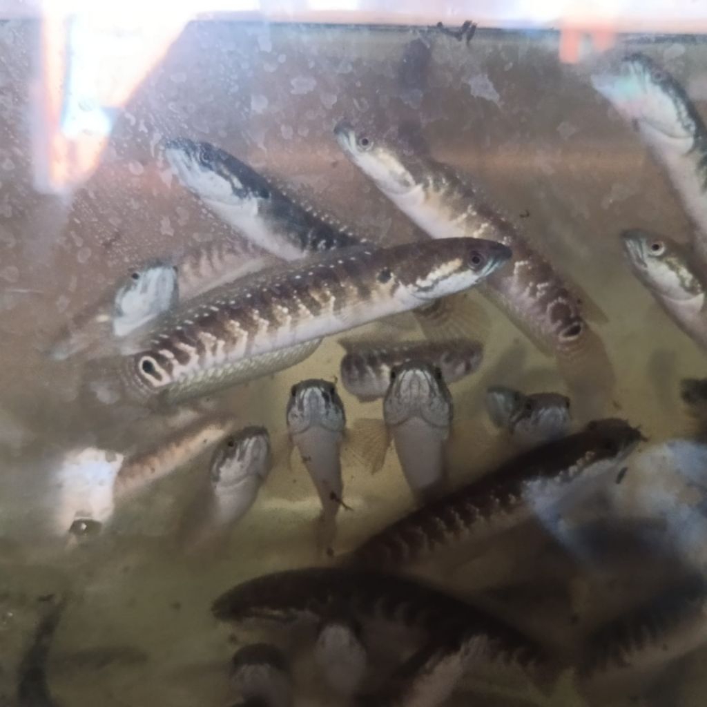 Hiasan Asiatica WS 9 10 CM