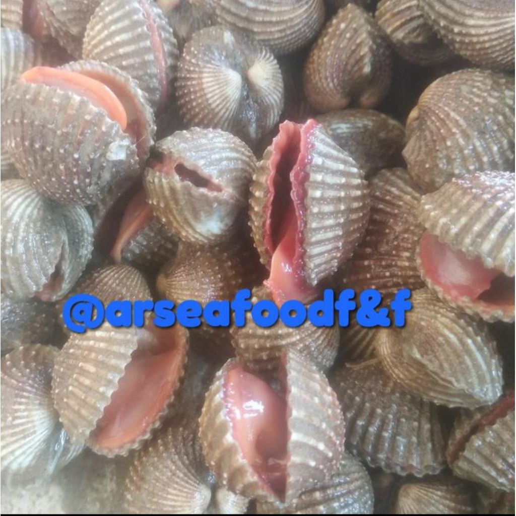 

kerang dara live 1kg