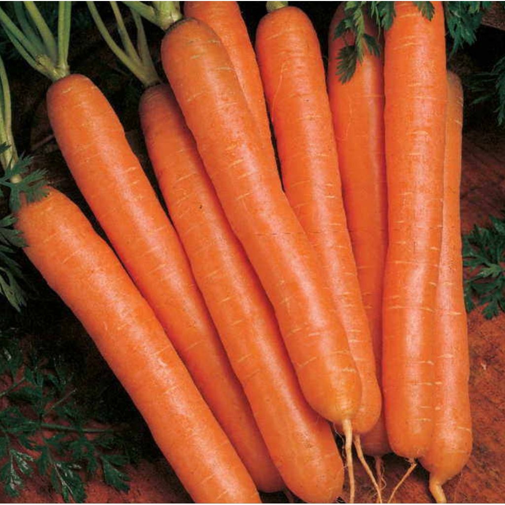 

wortel impor 500 gram