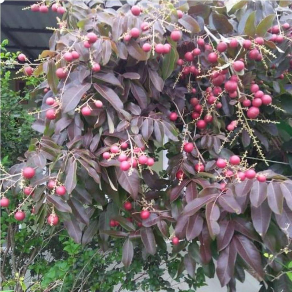 

Paket Hemat Kelengkeng Merah dapat 2