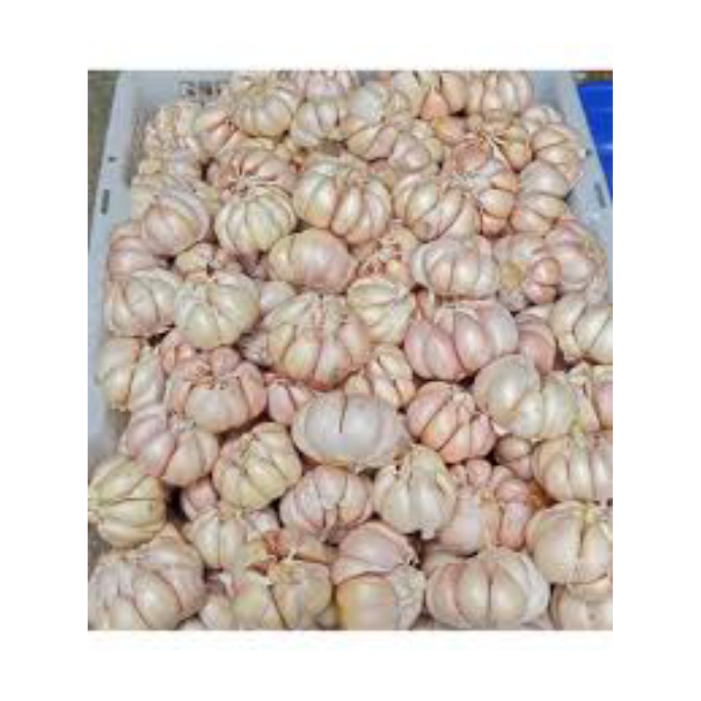

BAWANG SINCO 5KG