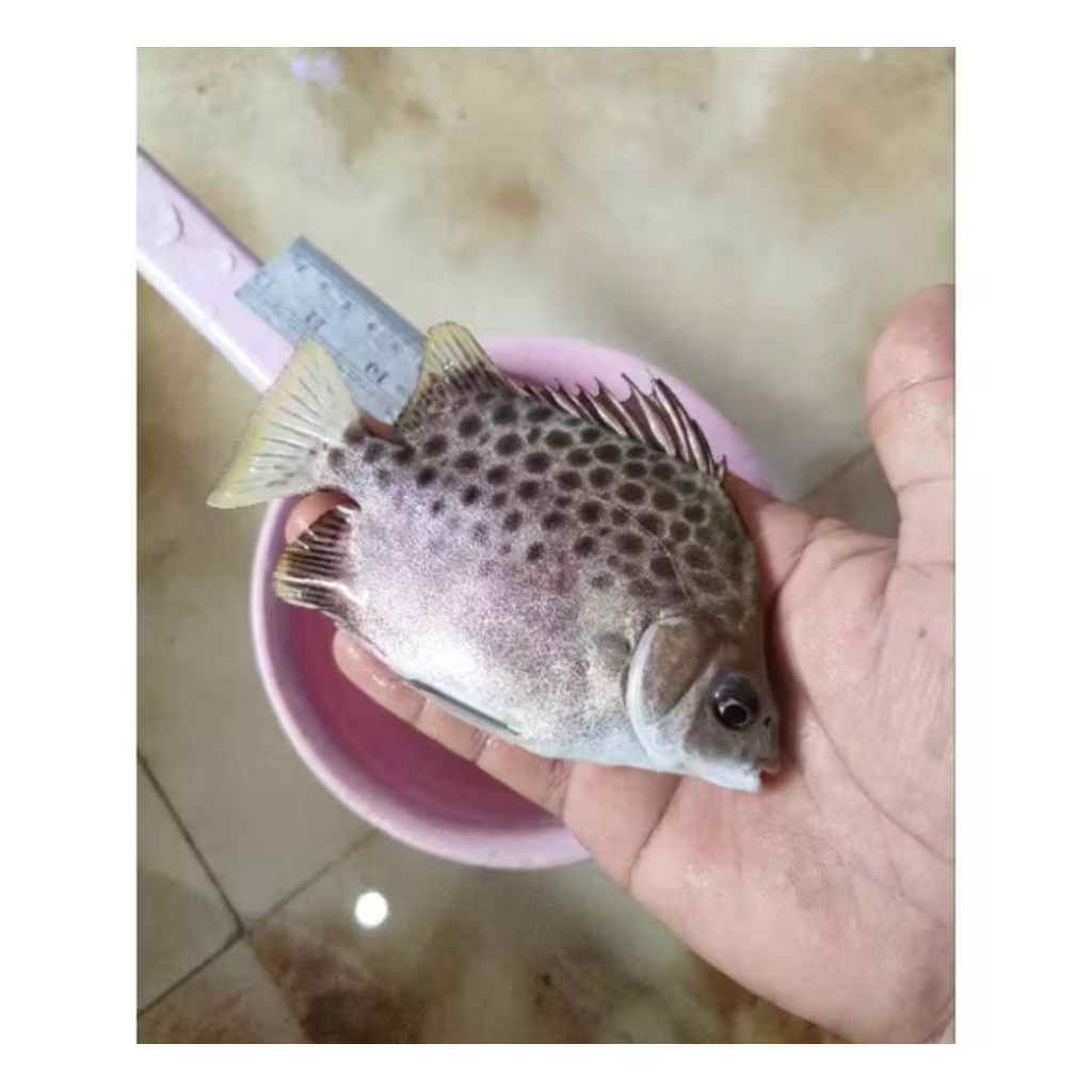 ikan kiper / ketang-ketang