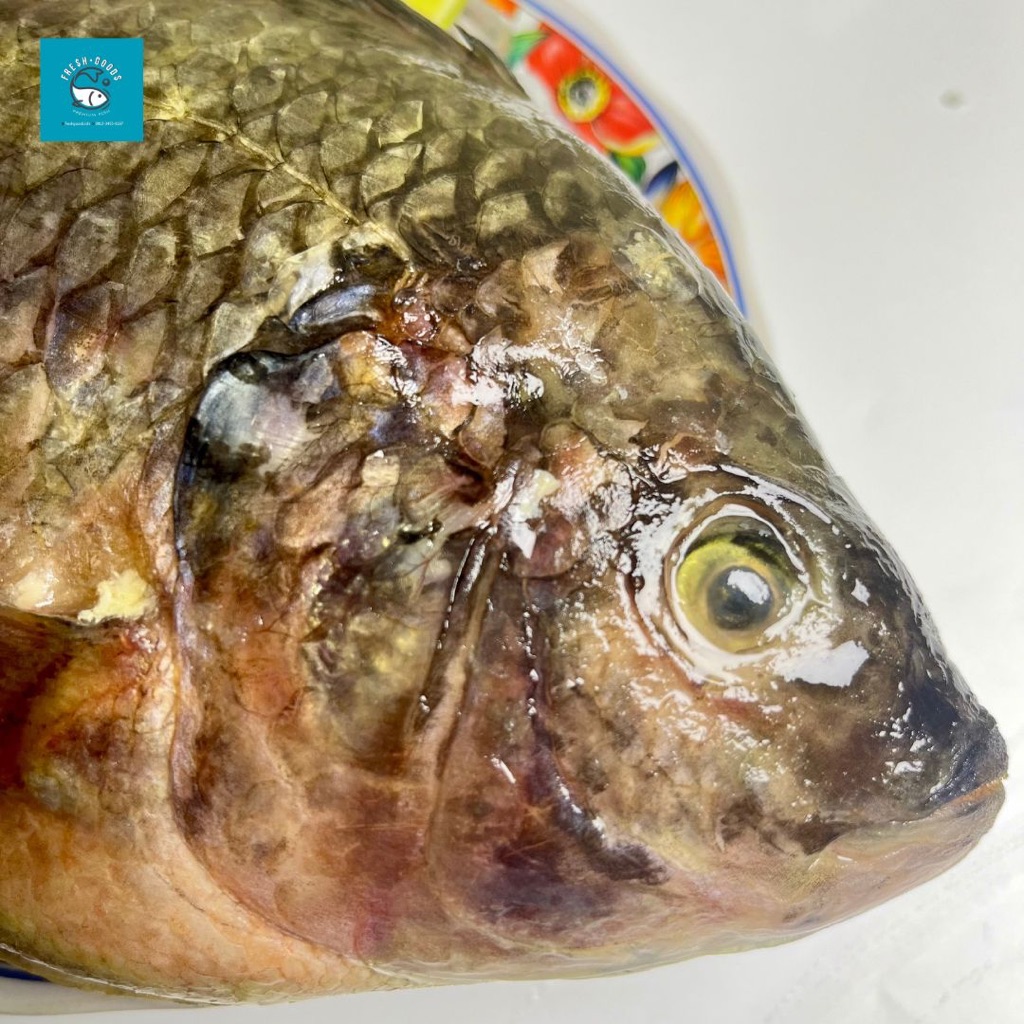 

Ikan Mujair Segar Premium / Ikan Mujaer Segar / Ikan Mujair Nila by FreshGoods Jakarta Barat