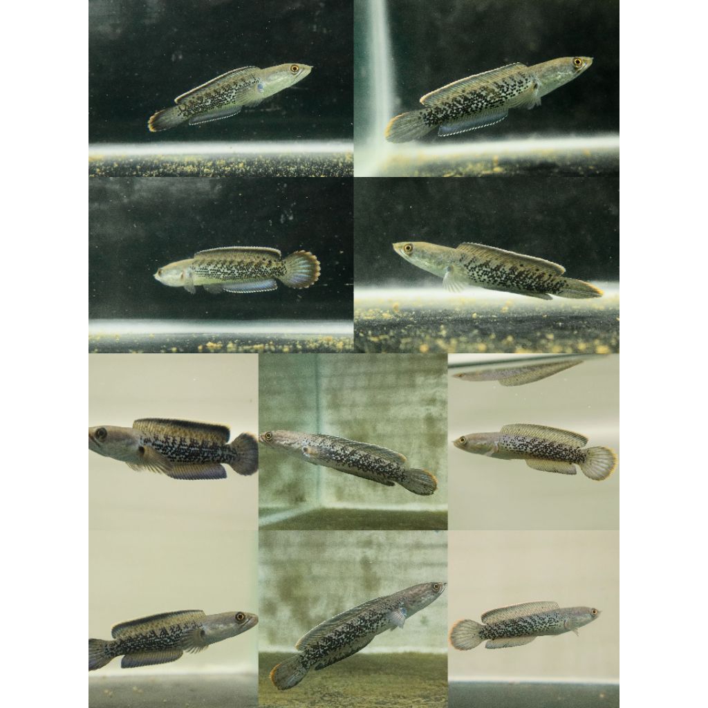 Box Bagus C. Stewartii