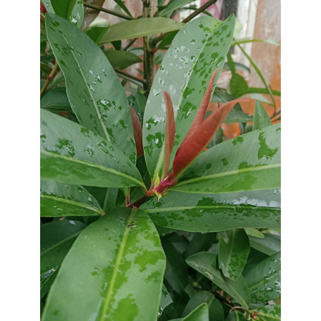 

lalab makana daun lempeni/30 lembar