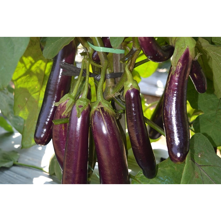 

Paket Terong Isi 2pcs Fresh