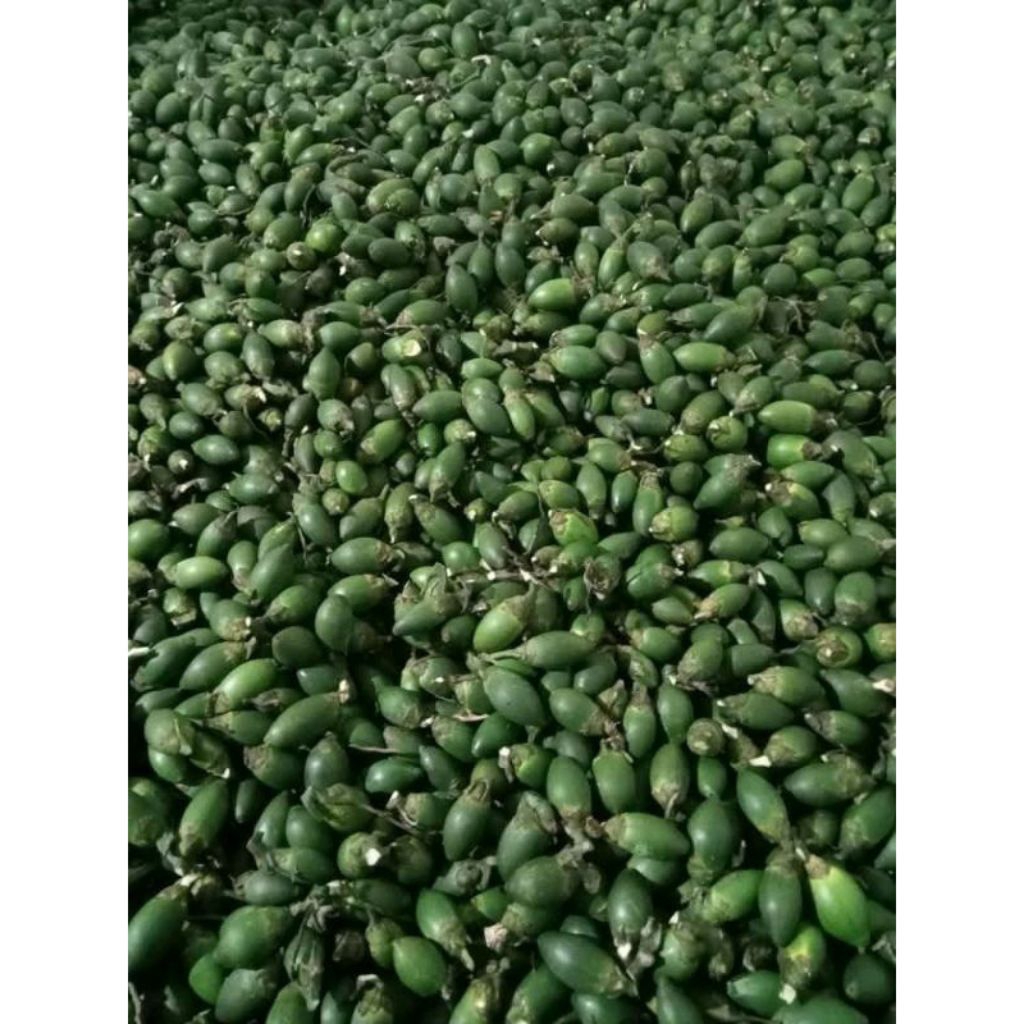 

Pinang Muda Herbal Pria 1 kg Fresh / Buah Jambe muda / Stamina Herbal Pria