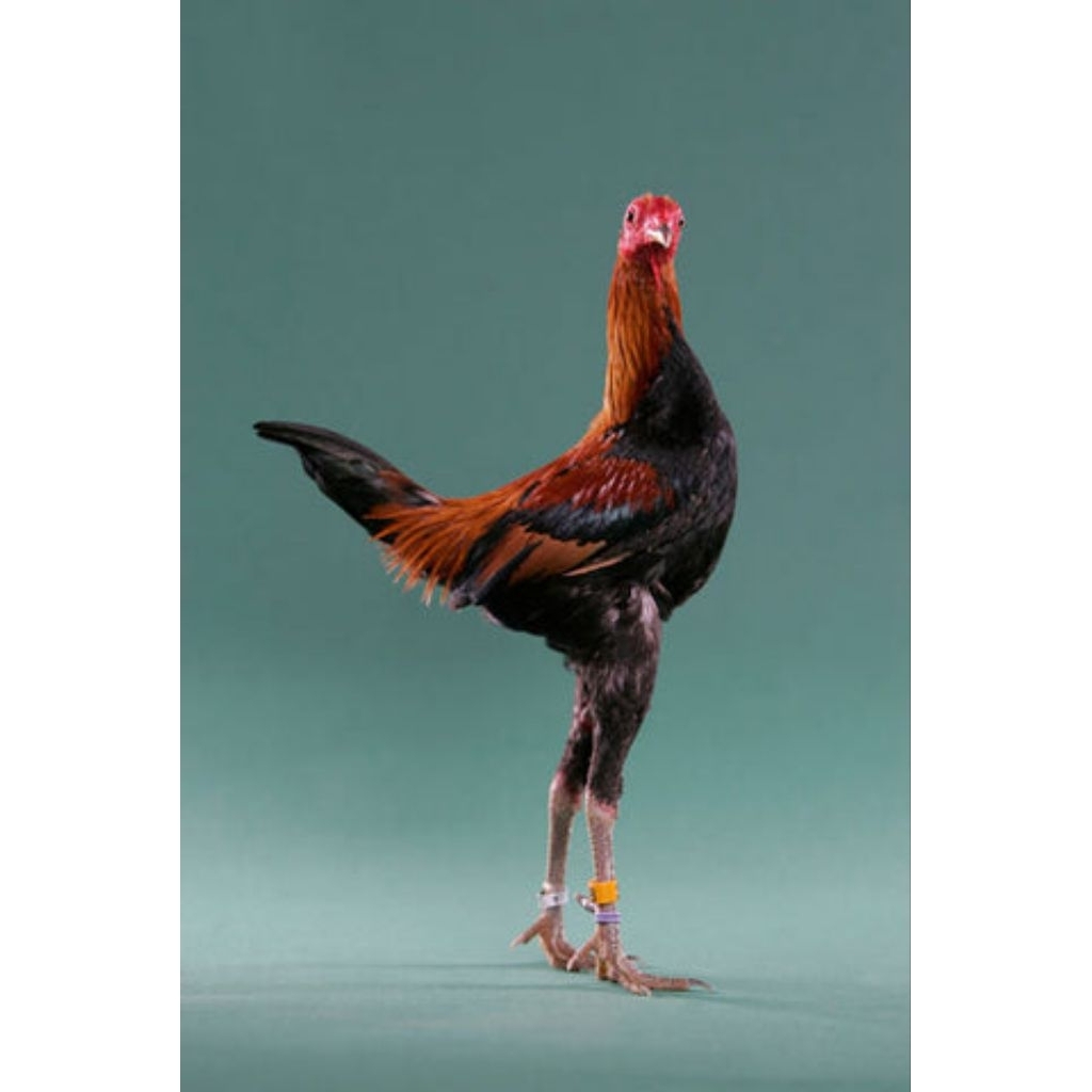 

Telur Tetas Ayam Hias MGB Fertil siap untuk ditetaskan