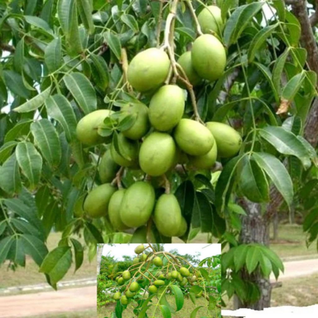 

Buah kedondong mini | buah kedondong mini/ hiyas |1 pcs = 1 kg